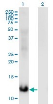 Monoclonal Anti-MSRB2 antibody produced in mouse clone 3F12, purified immunoglobulin, buffered aqueous solution