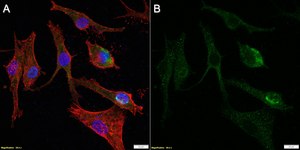 Anti-P2X7 Antibody, clone 1D23-1 ZooMAb® Rabbit Monoclonal recombinant, expressed in HEK 293 cells
