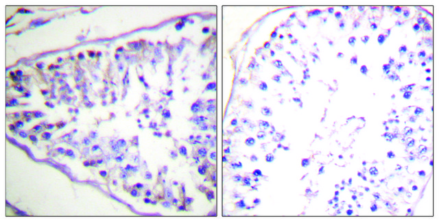 Anti-HSL antibody produced in rabbit affinity isolated antibody