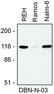 Monoclonal Anti-Drebrin antibody produced in mouse clone DBN-N-03