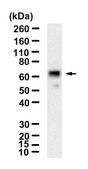 Anti-TBX21 Antibody, clone 1B21 ZooMAb® Rabbit Monoclonal recombinant, expressed in HEK 293 cells