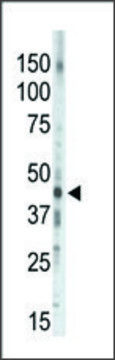 Anti-PKA/C&#947; (N-term) antibody produced in rabbit IgG fraction of antiserum, buffered aqueous solution