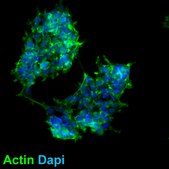 HEK293 FUS Knockout Human Cell Line