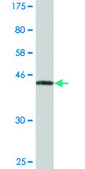 Monoclonal Anti-NDUFS3 antibody produced in mouse clone 1D6, ascites fluid