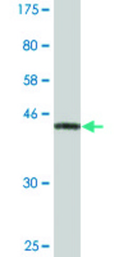 Monoclonal Anti-NDUFS3 antibody produced in mouse clone 1D6, ascites fluid