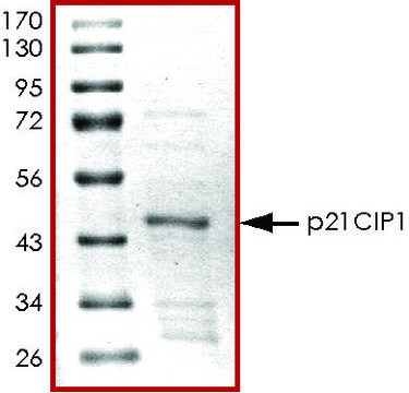 p21CIP1, GST tagged human recombinant, expressed in E. coli, &#8805;70% (SDS-PAGE), buffered aqueous glycerol solution