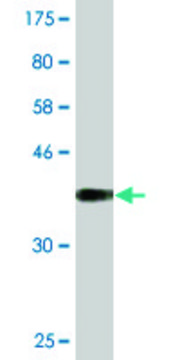 Monoclonal Anti-U2AF1 antibody produced in mouse clone 1C8, purified immunoglobulin, buffered aqueous solution