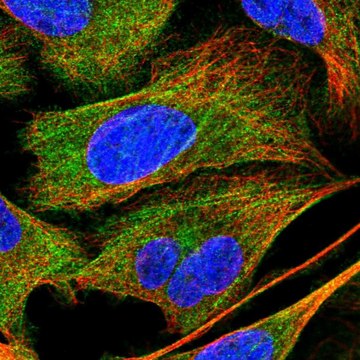 Anti-PPP1R12A antibody produced in rabbit Prestige Antibodies&#174; Powered by Atlas Antibodies, affinity isolated antibody