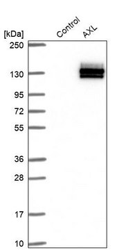 Anti-AXL antibody produced in rabbit Prestige Antibodies&#174; Powered by Atlas Antibodies, affinity isolated antibody, buffered aqueous glycerol solution