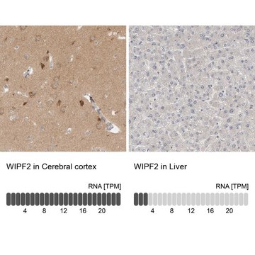 Anti-WIPF2 antibody produced in rabbit Prestige Antibodies&#174; Powered by Atlas Antibodies, affinity isolated antibody, buffered aqueous glycerol solution, Ab1