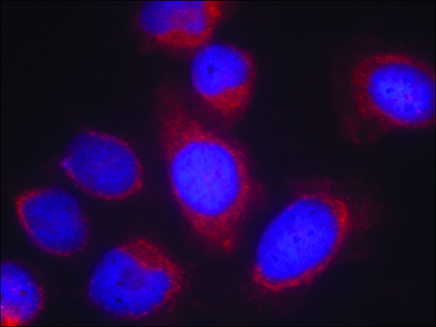 Anti-PPP1R14A (Ab-38) antibody produced in rabbit affinity isolated antibody