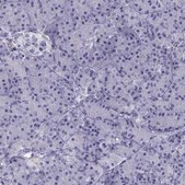 Anti-RGS20 Prestige Antibodies® Powered by Atlas Antibodies, affinity isolated antibody