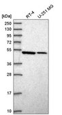 Anti-SEPT10 antibody produced in rabbit Prestige Antibodies® Powered by Atlas Antibodies, affinity isolated antibody