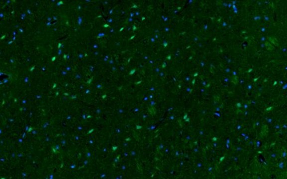 Anti-phospho-CREB (Ser133) Antibody, Alexa Fluor&#8482; 488 conjugate from rabbit, ALEXA FLUOR&#8482; 647