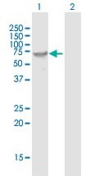 Anti-FUT8 antibody produced in mouse purified immunoglobulin, buffered aqueous solution