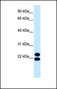 Anti-PRRX2, (N-terminal) antibody produced in rabbit affinity isolated antibody