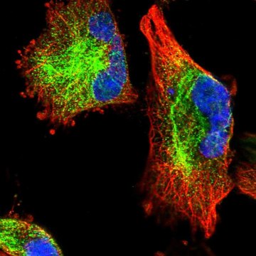 Anti-C11orf95 antibody produced in rabbit Prestige Antibodies&#174; Powered by Atlas Antibodies, affinity isolated antibody