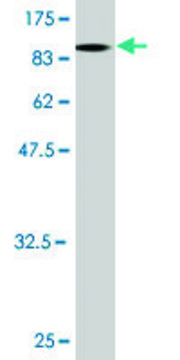 Monoclonal Anti-LCK antibody produced in mouse clone 3F7-F5, purified immunoglobulin, buffered aqueous solution