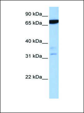 Anti-ZBTB46 antibody produced in rabbit affinity isolated antibody