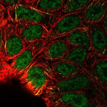 Anti-EPAS1 antibody produced in rabbit Prestige Antibodies® Powered by Atlas Antibodies, affinity isolated antibody
