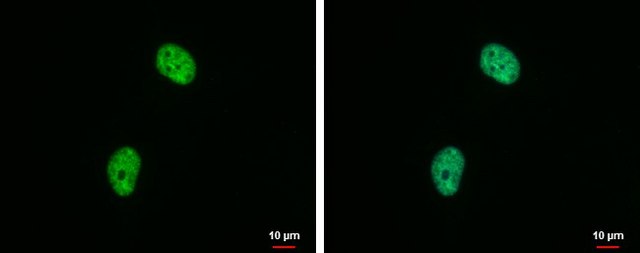 Monoclonal Anti-Histone H4K20me2 (dimethyl Lys20) antibody produced in mouse clone GT1851, affinity isolated antibody