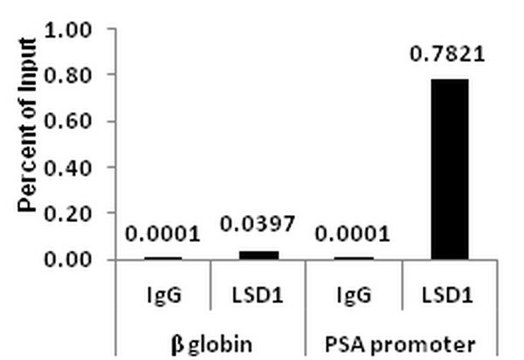 ChIPAb+ LSD1 (KDM1A) Antibody - ChIP Validated Antibody and Primer Set from rabbit, purified by affinity chromatography