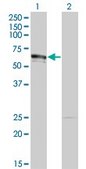 Monoclonal Anti-DMAP1 antibody produced in mouse clone 2G12, purified immunoglobulin, buffered aqueous solution