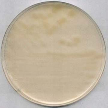 R-2A Agar suitable for microbiology, NutriSelect&#174; Plus