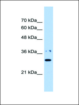 抗 NMNAT1 IgG fraction of antiserum