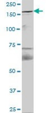 Anti-FYCO1 antibody produced in mouse IgG fraction of antiserum, buffered aqueous solution