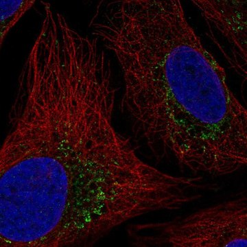 Anti-HTRA2 antibody produced in rabbit Prestige Antibodies&#174; Powered by Atlas Antibodies, affinity isolated antibody