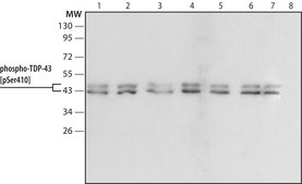Anti-phospho-TDP-43 (pSer410) antibody produced in rabbit ~1.0 mg/mL, affinity isolated antibody