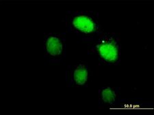 Anti-LHX4 antibody produced in mouse purified immunoglobulin, buffered aqueous solution