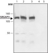 Anti-SRGAP3 antibody produced in rabbit ~1.5 mg/mL, affinity isolated antibody, buffered aqueous solution