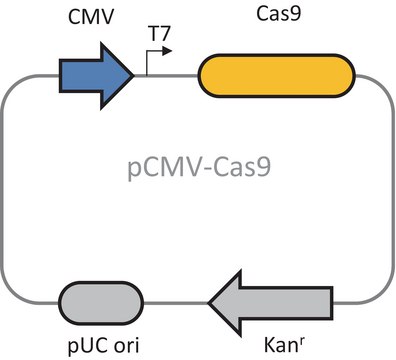 Cas9 质粒