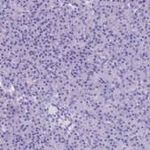 Anti-TBC1D10B antibody produced in rabbit Prestige Antibodies® Powered by Atlas Antibodies, affinity isolated antibody, buffered aqueous glycerol solution
