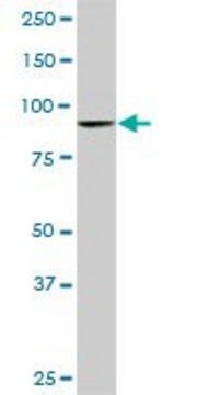 Monoclonal Anti-DNAJC10, (C-terminal) antibody produced in mouse clone 3A8, purified immunoglobulin, buffered aqueous solution