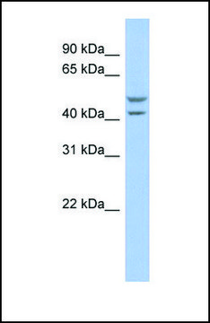 Anti-SLC37A4 antibody produced in rabbit affinity isolated antibody