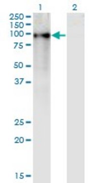 Monoclonal Anti-ZNF41 antibody produced in mouse clone 4D6, purified immunoglobulin, buffered aqueous solution