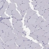 Anti-NEUROD6 Prestige Antibodies® Powered by Atlas Antibodies, affinity isolated antibody