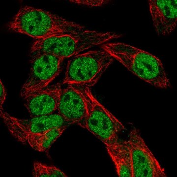 Anti-NR1I2 antibody produced in rabbit Prestige Antibodies&#174; Powered by Atlas Antibodies, affinity isolated antibody