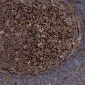 Anti-CDC42EP4 antibody produced in rabbit Prestige Antibodies® Powered by Atlas Antibodies, affinity isolated antibody, buffered aqueous glycerol solution