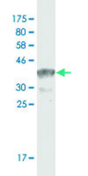 Monoclonal Anti-TCF3, (C-terminal) antibody produced in mouse clone 5G2, ascites fluid