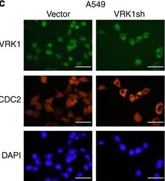 Anti-Cdk1/Cdc2 (PSTAIR) Antibody Upstate&#174;, from rabbit