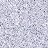 Monoclonal Anti-ANO2 antibody produced in mouse Prestige Antibodies® Powered by Atlas Antibodies, clone CL10632, purified antibody (Protein A)