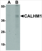 Anti-CALHM1 antibody produced in rabbit affinity isolated antibody, buffered aqueous solution