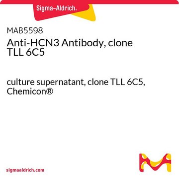 Anti-HCN3 Antibody, clone TLL 6C5 culture supernatant, clone TLL 6C5, Chemicon&#174;