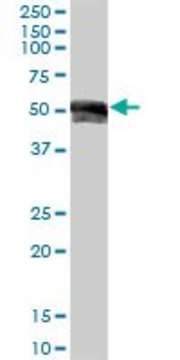 Anti-IGHG1 antibody produced in mouse purified immunoglobulin, buffered aqueous solution