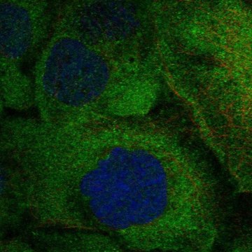 Anti-TNFRSF11A antibody produced in rabbit Prestige Antibodies&#174; Powered by Atlas Antibodies, affinity isolated antibody