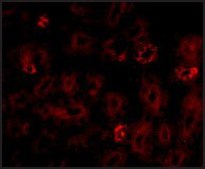 Anti-NOTUM antibody produced in rabbit affinity isolated antibody, buffered aqueous solution